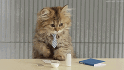 Administrative Professionals Day Cat Wearing Necktie GIF