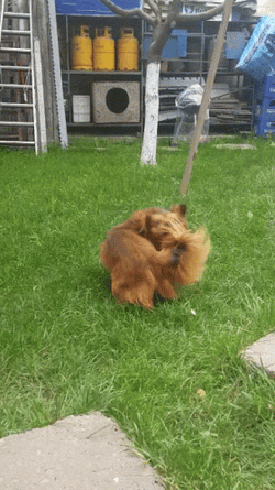 Adorable Australian Terrier Chasing Tail GIF
