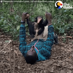 Adorable Baby Monkey Back Flip GIF