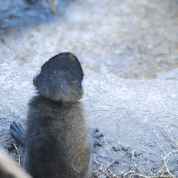 Adorable Baby Monkey Hugged By Mom GIF