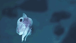 Adorable Baby Octopus Swim  GIF