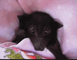Adorable Bat Ears Fluttering Close Up Shot GIF