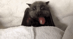 Adorable Bat Eating Grape GIF
