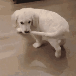 Adorable Biting Dog Chasing Tail GIF