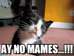 Adorable Black Cat Blinking Eyes Ay No Mames  GIF