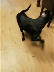 Adorable Black Dog Chasing Tail Playful GIF | GIFDB.com
