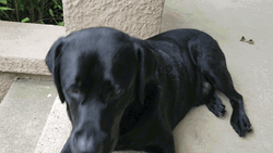 Adorable Black Labrador Dog GIF