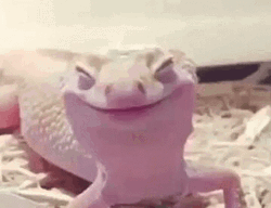 Adorable Caliguin Lizard Smiling Face GIF