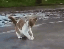 Adorable Cat Comically Slipping On Ice GIF