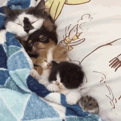 Adorable Cat Family Sleeping Bed GIF