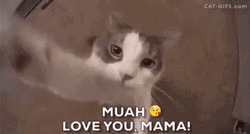 Adorable Cat Hug And Kiss Love You Mom  GIF
