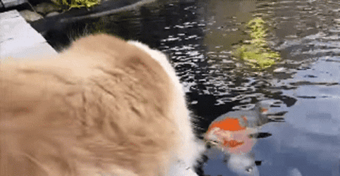 Adorable Cat Koi Fish Interaction GIF