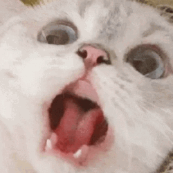 Adorable Cat Shouting Terrified GIF
