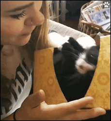 Adorable Cat Wants Kiss You GIF