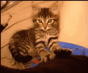 Adorable Charming Tiger Cat Making Biscuits GIF