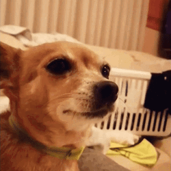 Adorable Chihuahua Loving Nose Boop GIF