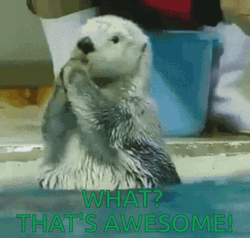 Adorable Clapping Sea Otter Everything Is Awesome GIF