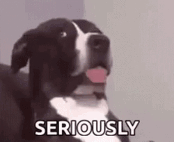Adorable Confused Dog Seriously GIF