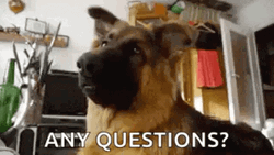 Adorable Confused Dog Tilting Head Any Questions GIF