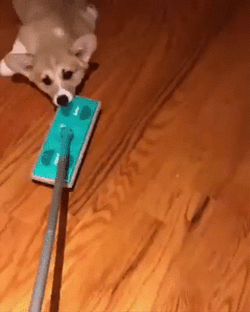 Adorable Corgi Dog Floor Slide GIF