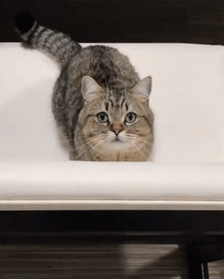 Adorable Cute Cat Bath Tub GIF