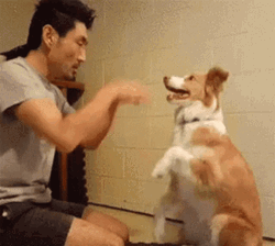Adorable Cute Dog Smile And Pray GIF