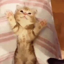 Adorable Cute Kitten Bed Paws GIF