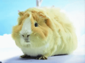 Adorable Cute Little Cuy Guinea Pigs GIF
