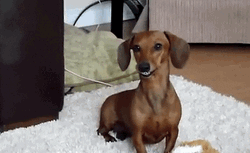 Adorable Dachshund Dog Cute Little Smile  GIF
