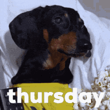 Adorable Dachshund Dog Funny Thursday Greeting