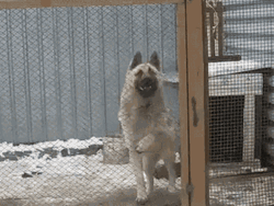 Adorable Dancing Dog Groove GIF