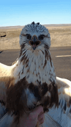 Adorable Dancing White Hawk GIF