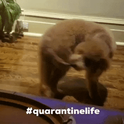 Adorable Dog Chasing Tail Bored Quarantine Life GIF