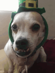 Adorable Dog Christmas Hat British Teeth  GIF
