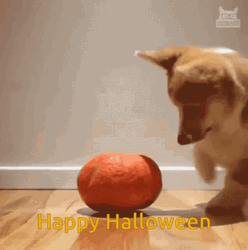 Adorable Dog Cute Halloween Orange GIF