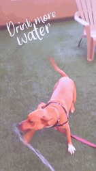 Adorable Dog Drink Water Through Hose GIF