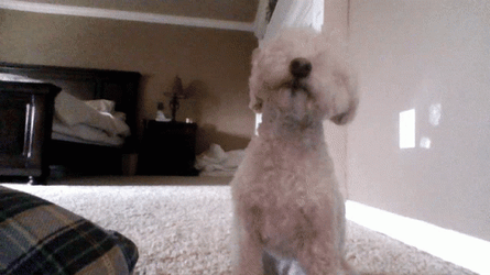 Adorable Dog Friendly Sniffing GIF