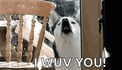 Adorable Dog Funny I Love You GIF