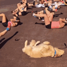 Adorable Dog Leg Workout GIF