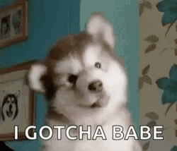 Adorable Dog Moving Head Gotcha Babe GIF