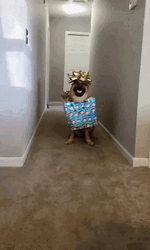 Adorable Dog Present Costume GIF