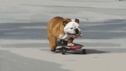 Adorable Dog Riding Skateboard GIF
