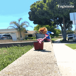 Adorable Dog Wearing USA Themed Flag Costume GIF
