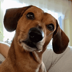 Adorable Dog Winking Head Tilt GIF