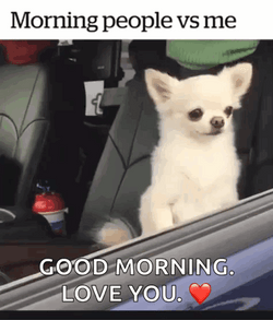 Adorable Dogs Funny I Love You GIF
