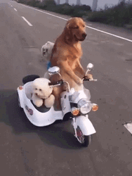 Adorable Family Dogs Driving Road Trip GIF