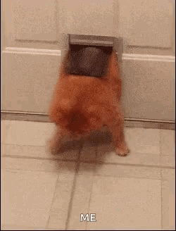 Adorable Fat Cat Squeezing Me GIF