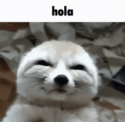 Adorable Fennec Fox Zoom In GIF