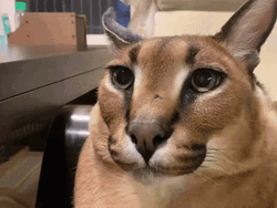 Adorable Floppa Looking Anxious GIF