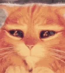 Adorable Frail Puss In Boots Eyes  GIF